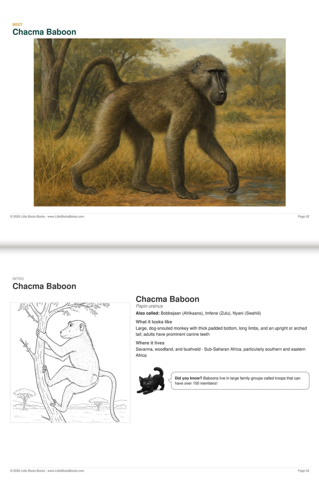 Inside Activity Book 4: The Baboons. Amazing Animals: a painting and facts to colour