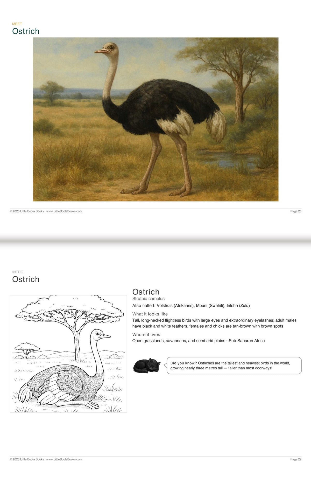 Inside Activity Book 6: The Ostriches. Amazing Animals: a painting and facts to colour