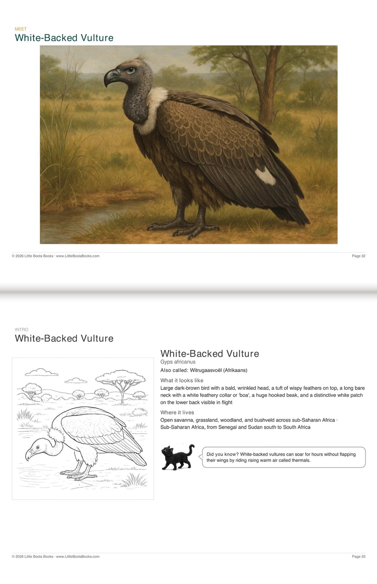 Inside Activity Book 7: The Vultures. Amazing Animals: a painting and facts to colour