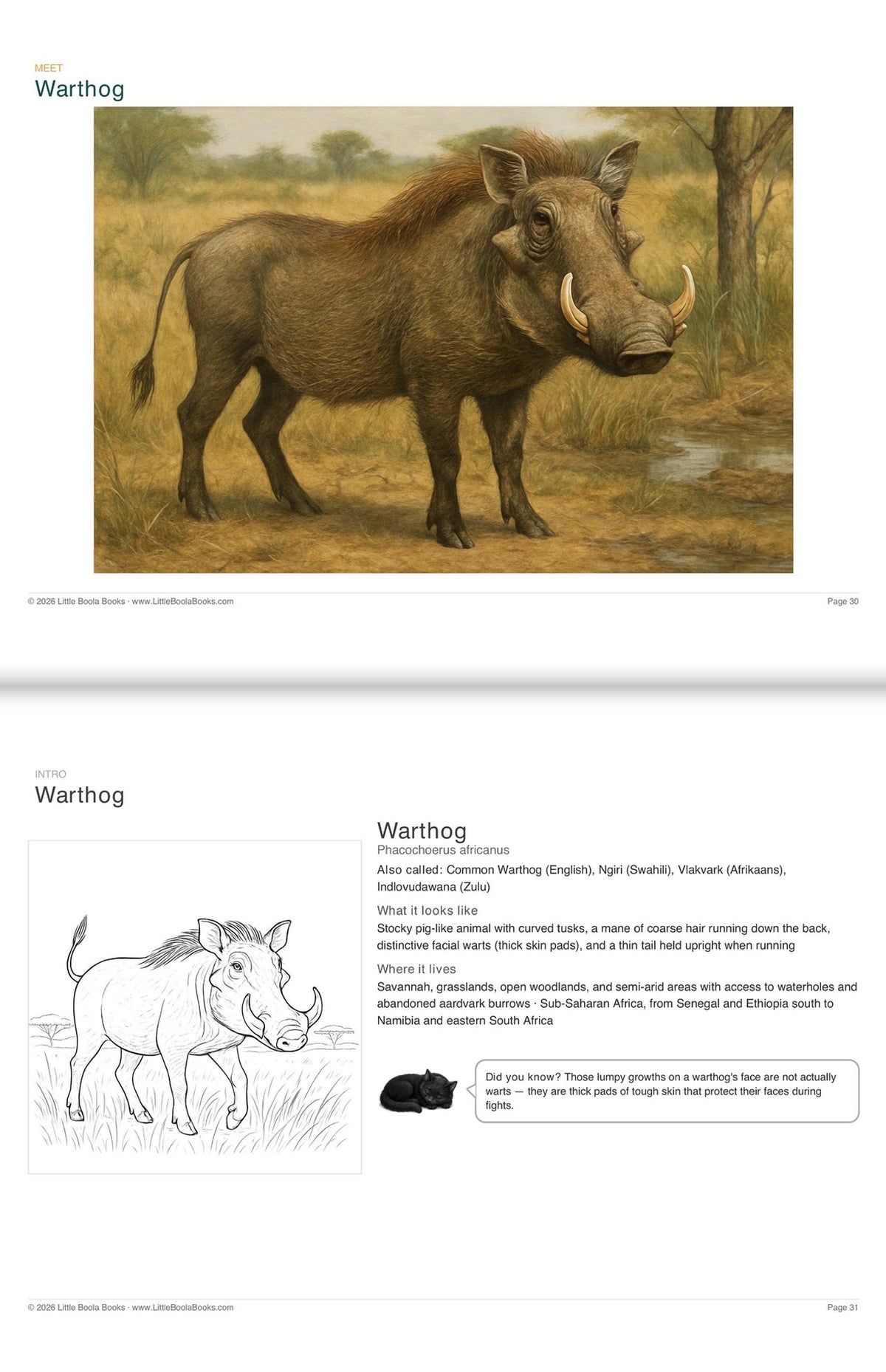 Inside Activity Book 8: The Warthogs. Amazing Animals: a painting and facts to colour