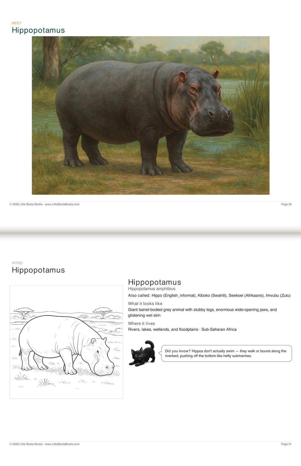 Inside Activity Book 9: The Hippos. Amazing Animals: a painting and facts to colour