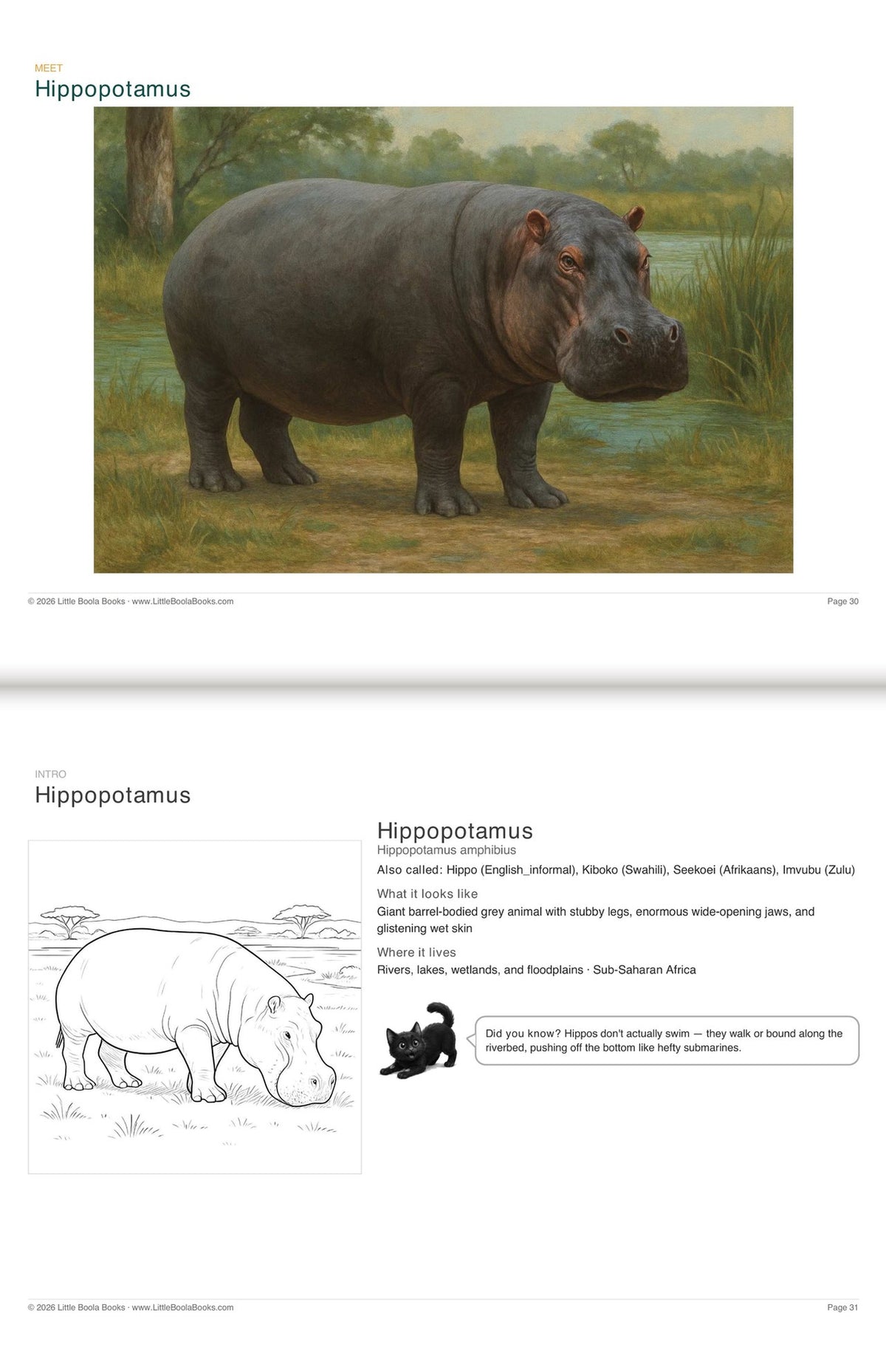 Inside Activity Book 9: The Hippos. Amazing Animals: a painting and facts to colour