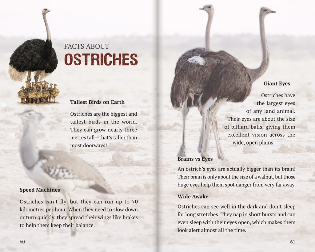 Inside Book 6: The Ostriches: the Facts About section